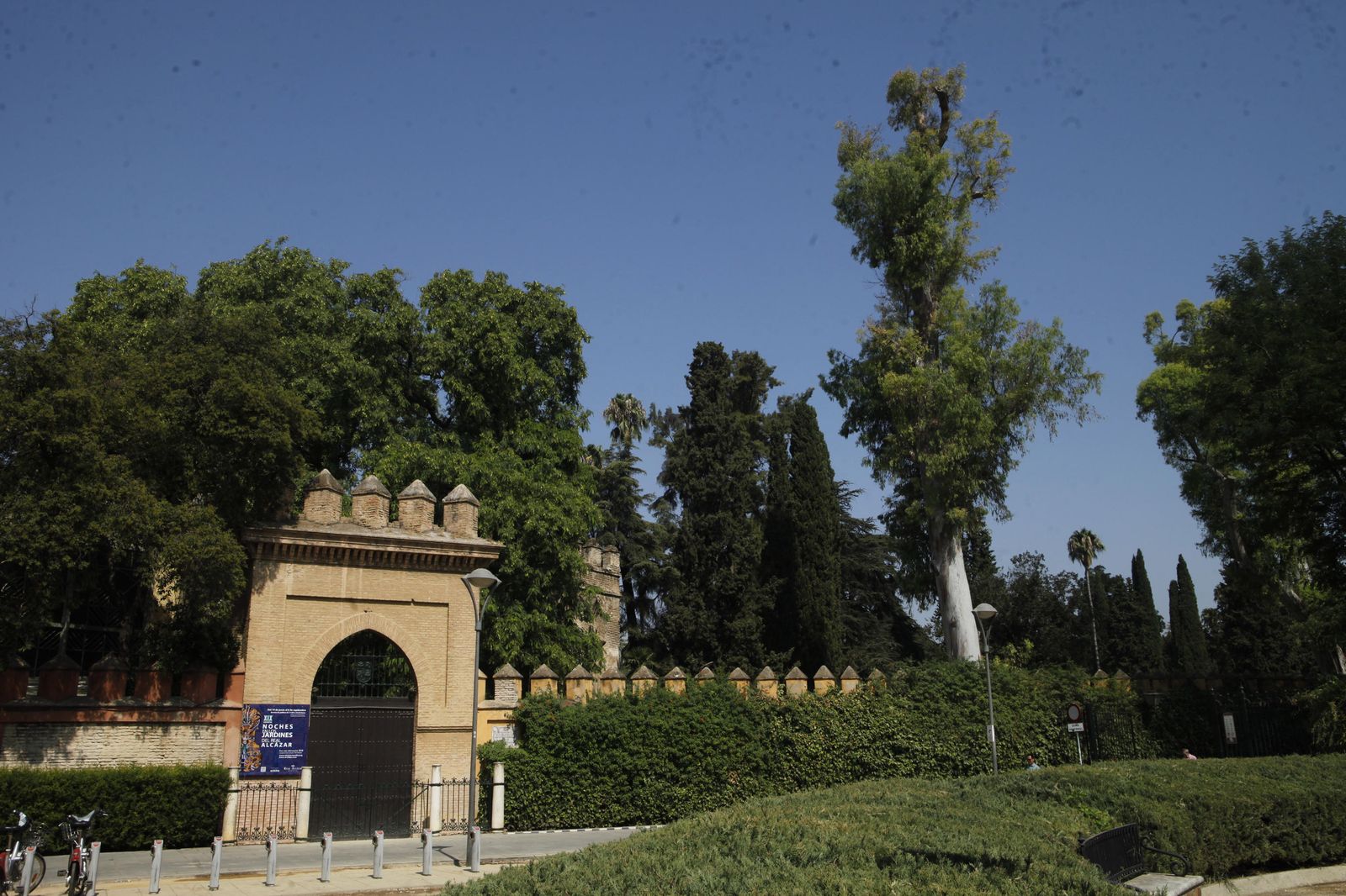 Algunos árboles de gran porte del Alcázar junto a la Puerta de la Alcoba, en los Jardines de Murillo.