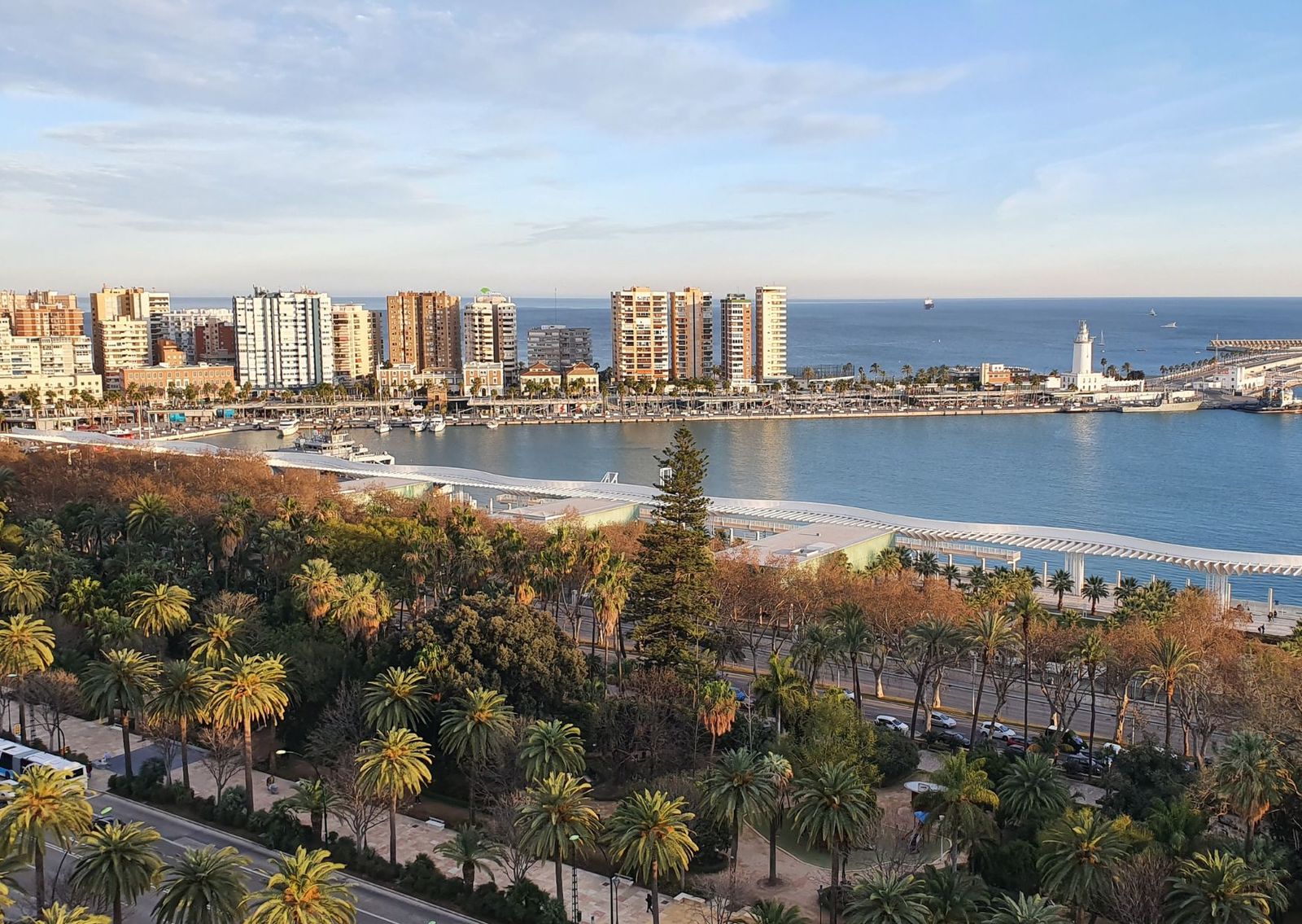 Arbolado urbano en Málaga.