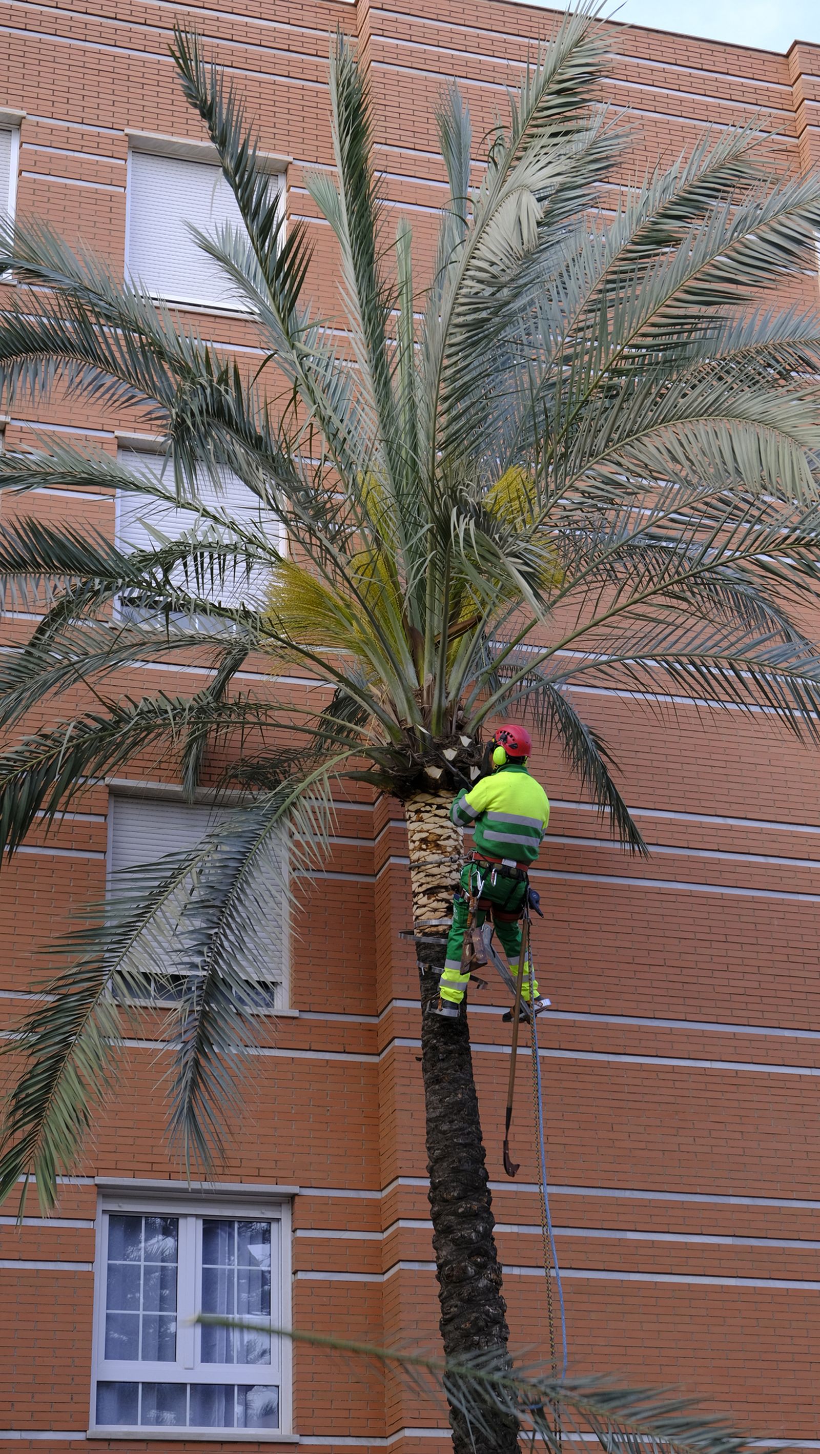 Fotogalería de la poda e inspección de las palmeras de la Avenida Cabo de Gata. Almería.