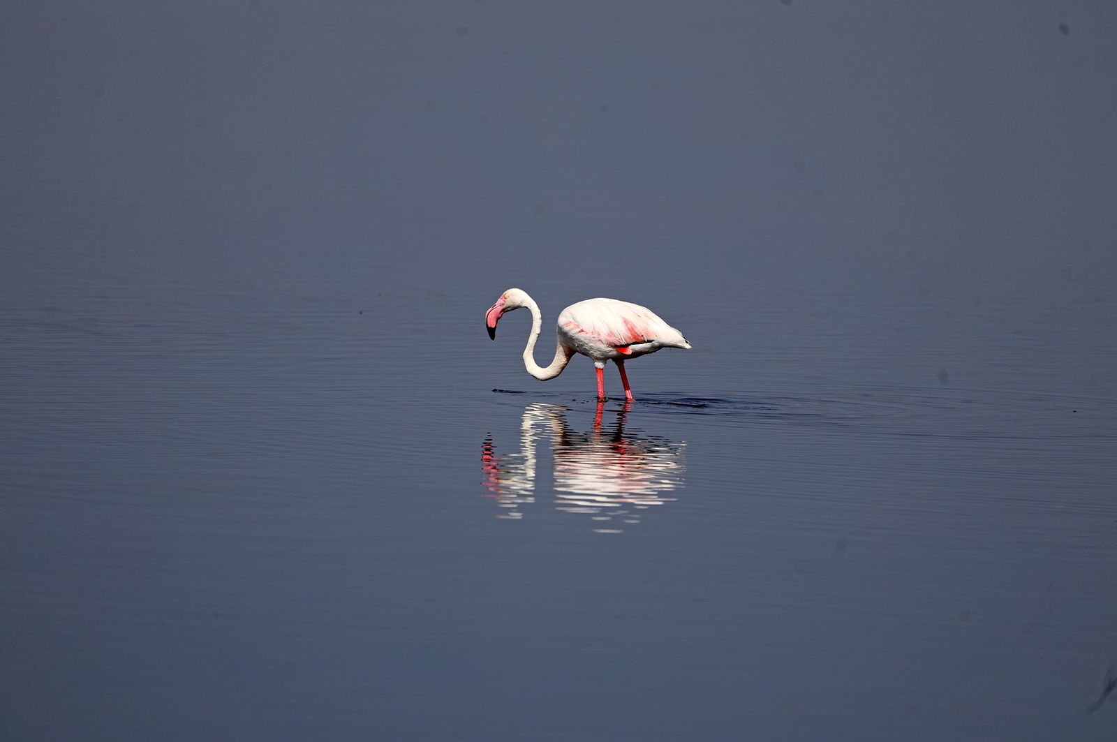 Imágenes de Marismas del Odiel, un Paraje Natural en la confluencia de las desembocaduras de los ríos Tinto y Odiel