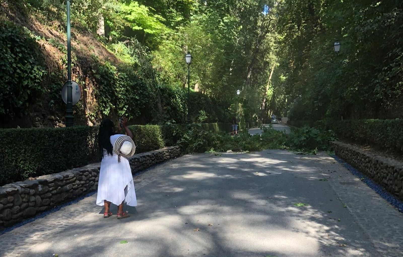 Susto en la Alhambra: un árbol cae sobre la carretera delante del tren turístico