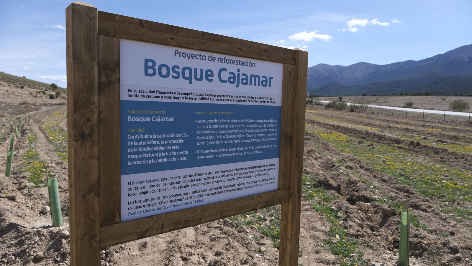 Cajamar pone 'la primera planta' para la reforestación de Sierra María-Los Vélez