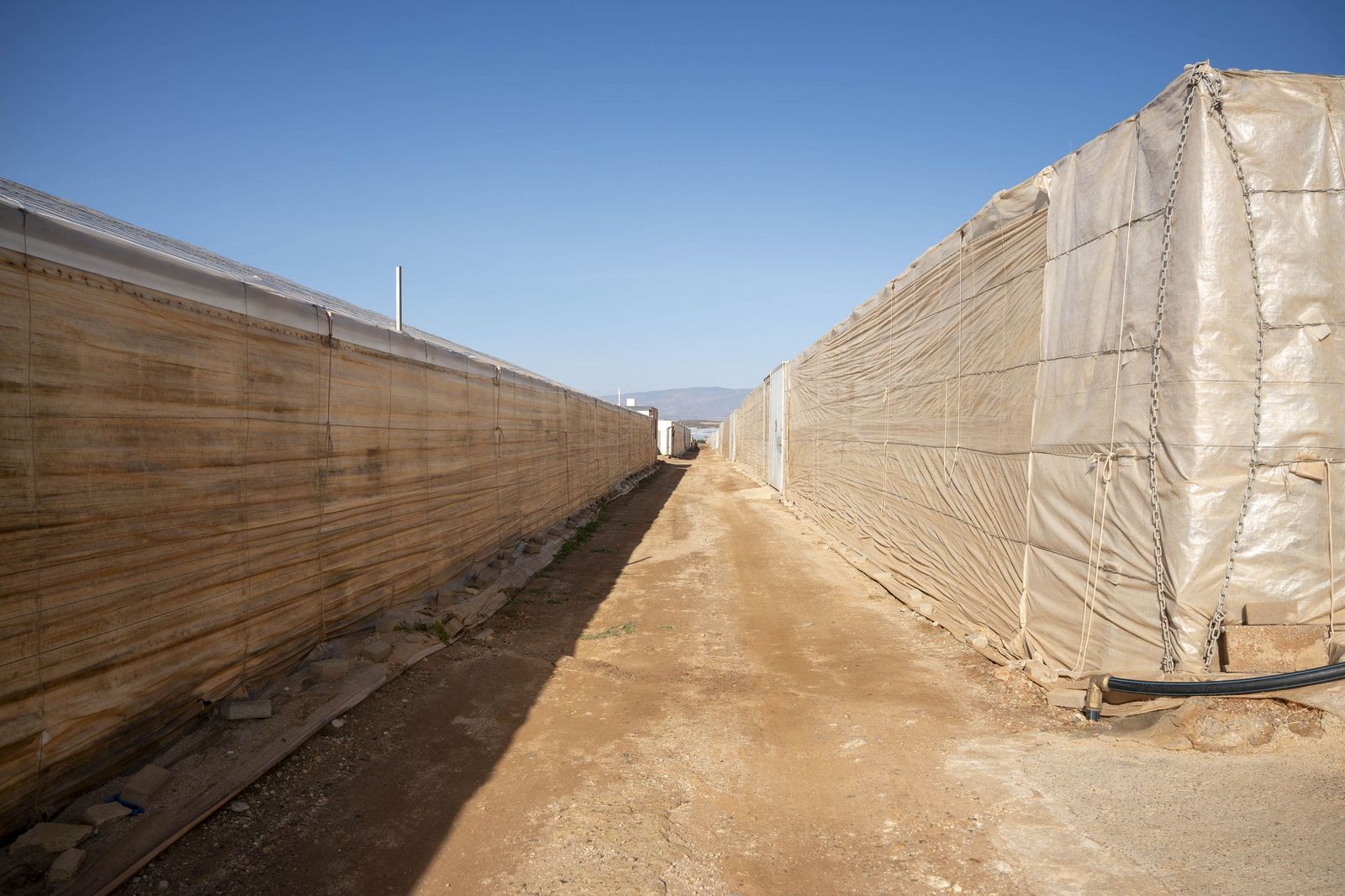 La primavera se planta en invierno entre sandías y tomates almerienses