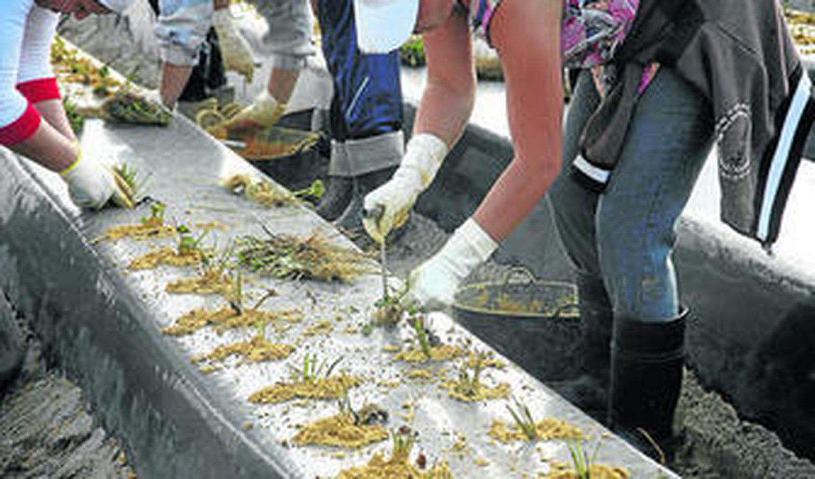 Preparación del terreno y plantación de plantas de fresas.