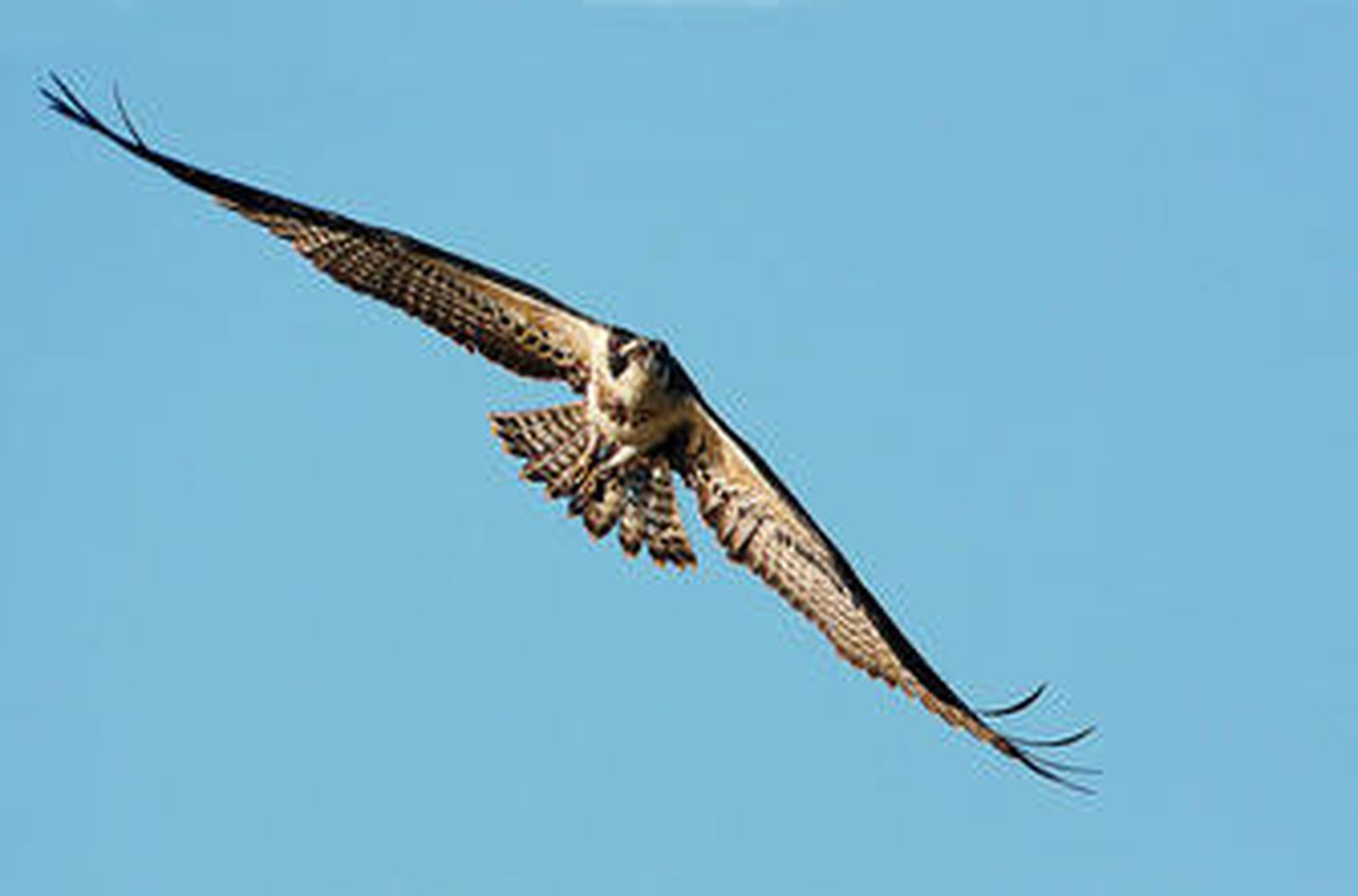 Liberados seis ejemplares de águila pescadora junto al embalse del Barbate