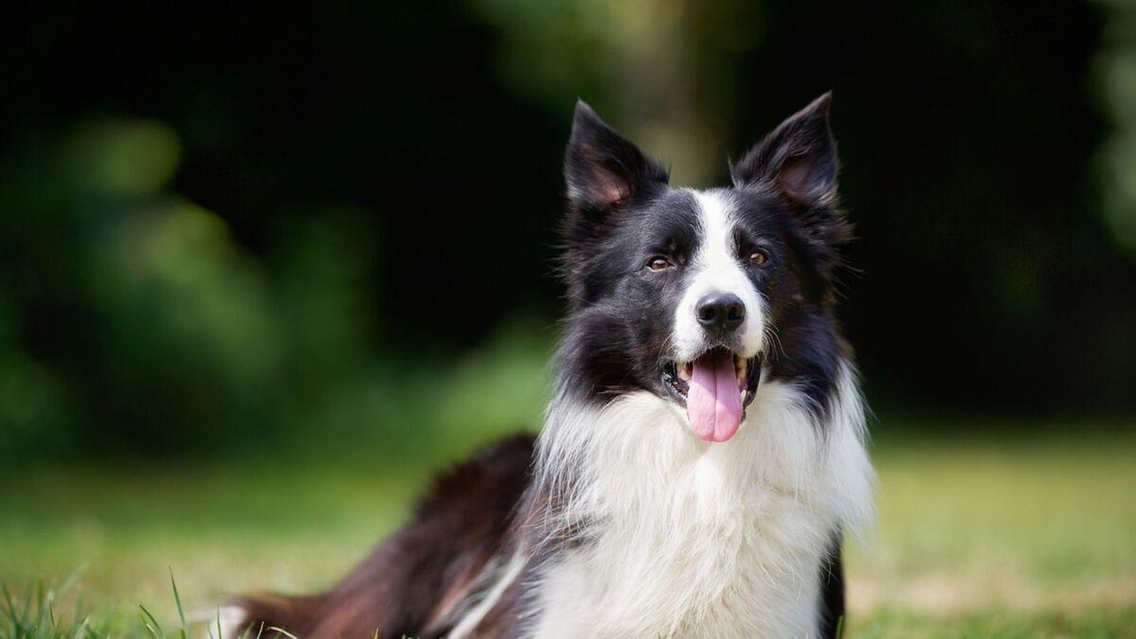 border collie