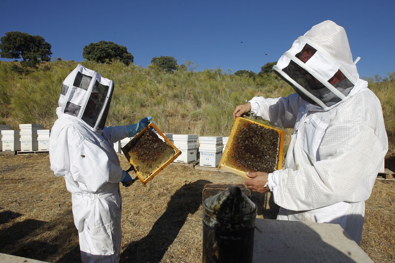 Apicultores  con unas colmenas de abejas