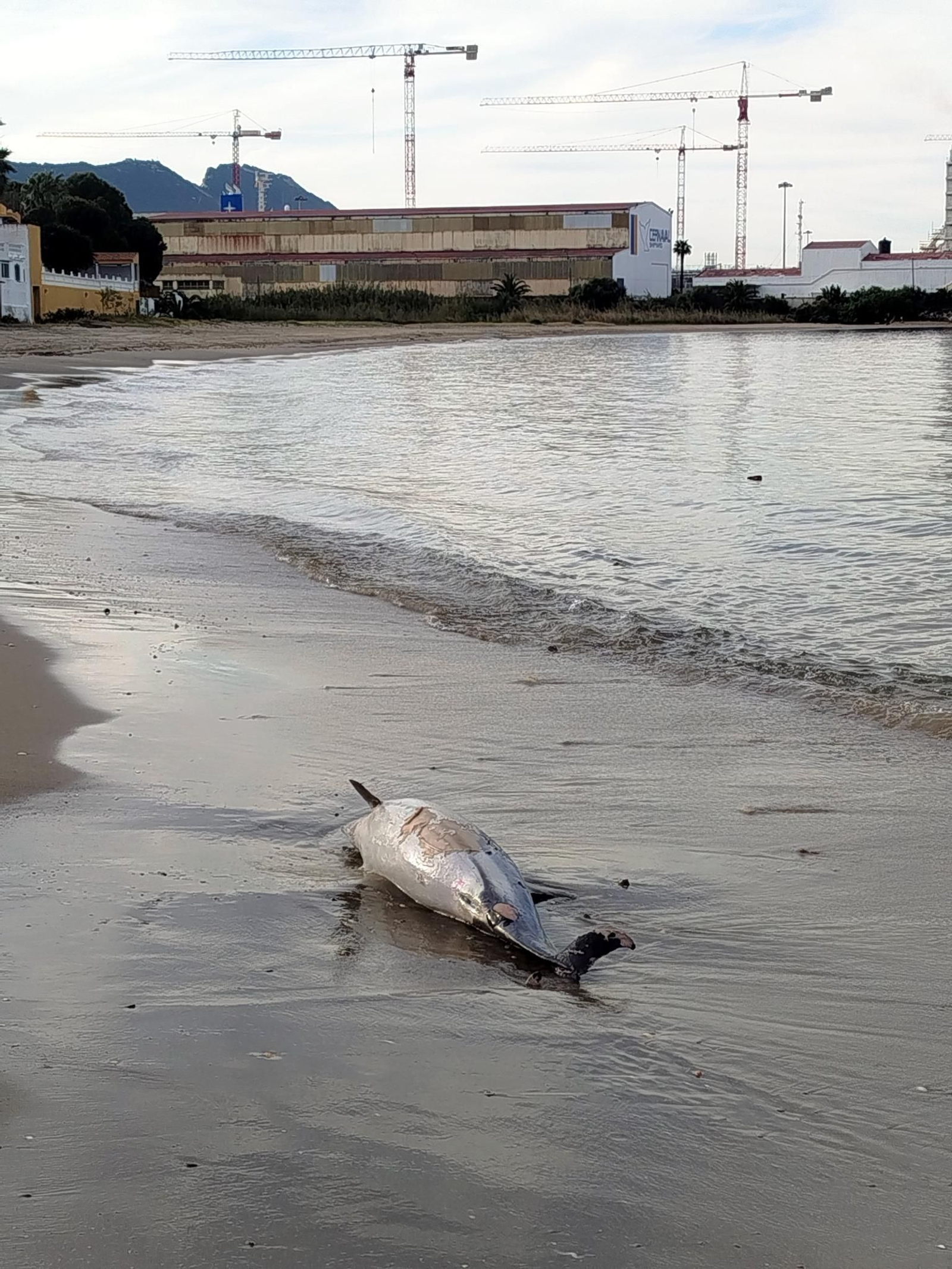 Delfín muerto varado en la orilla de la playa de Campamento, en San Roque.