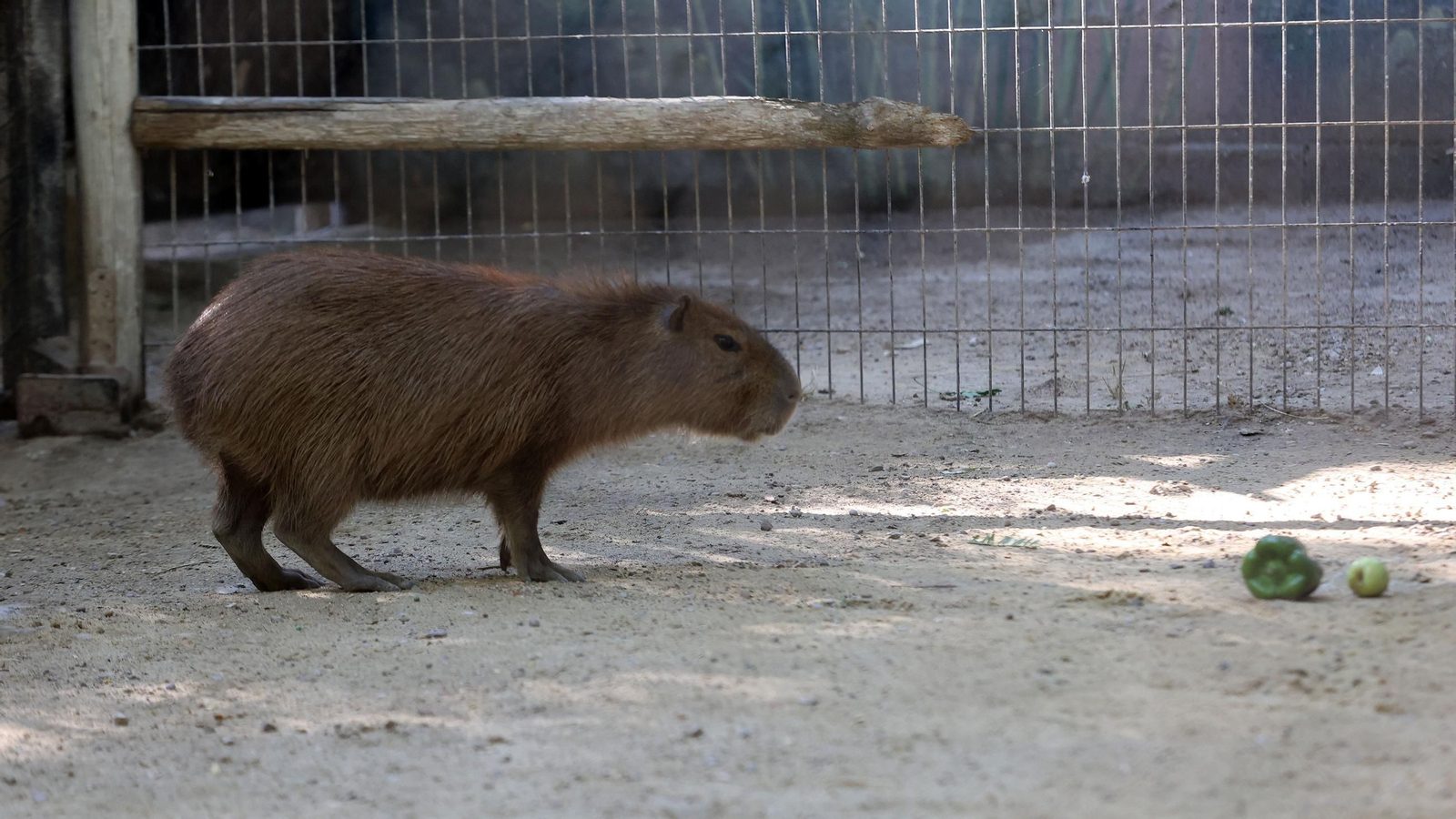 Visita a la escuela de verano en el Zoo de Jerez