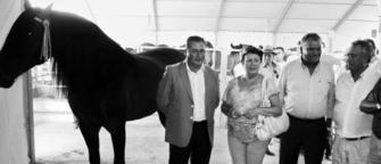 1. Los animales de la yeguada Guardiola, en los boxes donde se encuentran alojados. 2. De izquierda a derecha, José Jiménez, consejero delegado de Produsa; la alcaldesa en funciones de Utrera, María Dolores Pascual y los ganaderos Rafael Ayala y Jaime Guardiola, ante un ejemplar de la yeguada del primero.