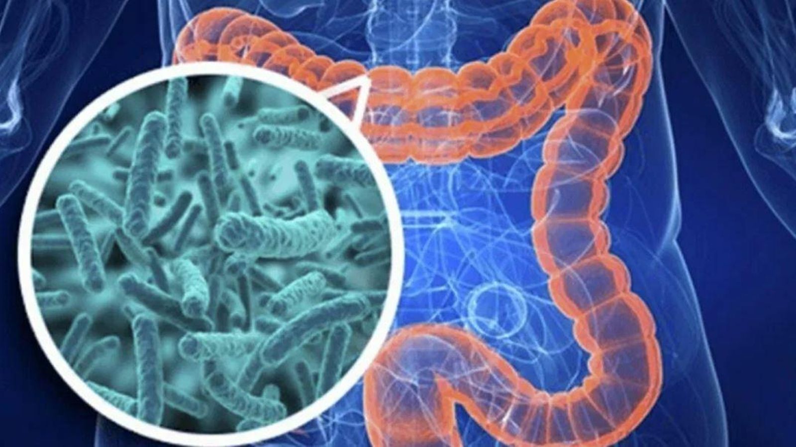 Simulación de la flora intestinal.