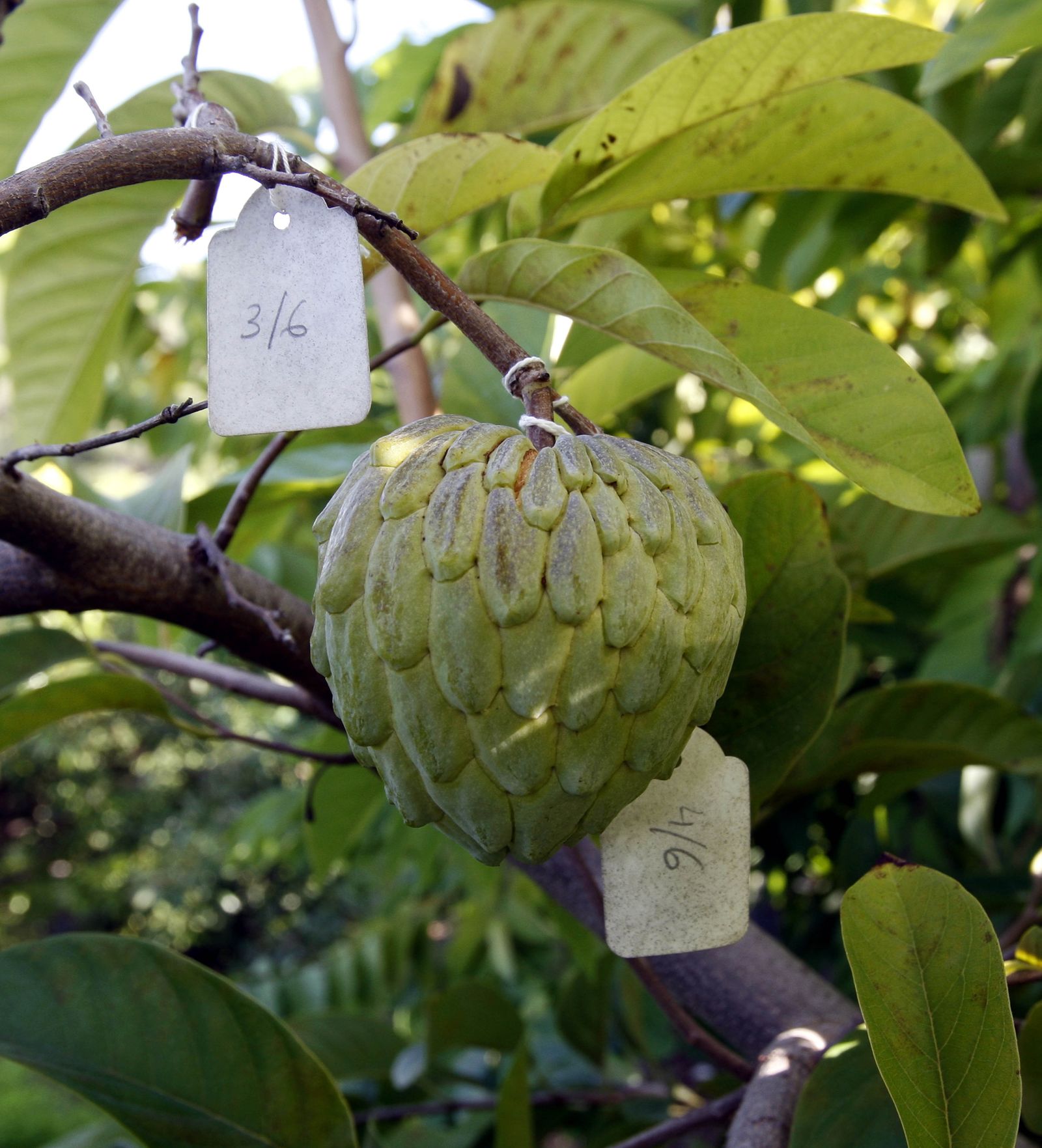 Granada, líder en producción.