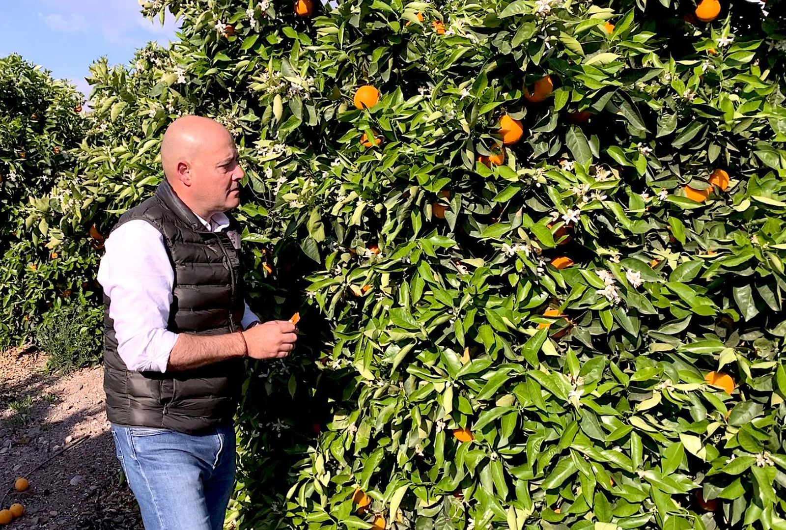 El especialista de cítricos de Koppert, Juan Miguel Rodríguez, examina las incidencias provocadas por la lluvia en una finca de naranjos en Murcia.