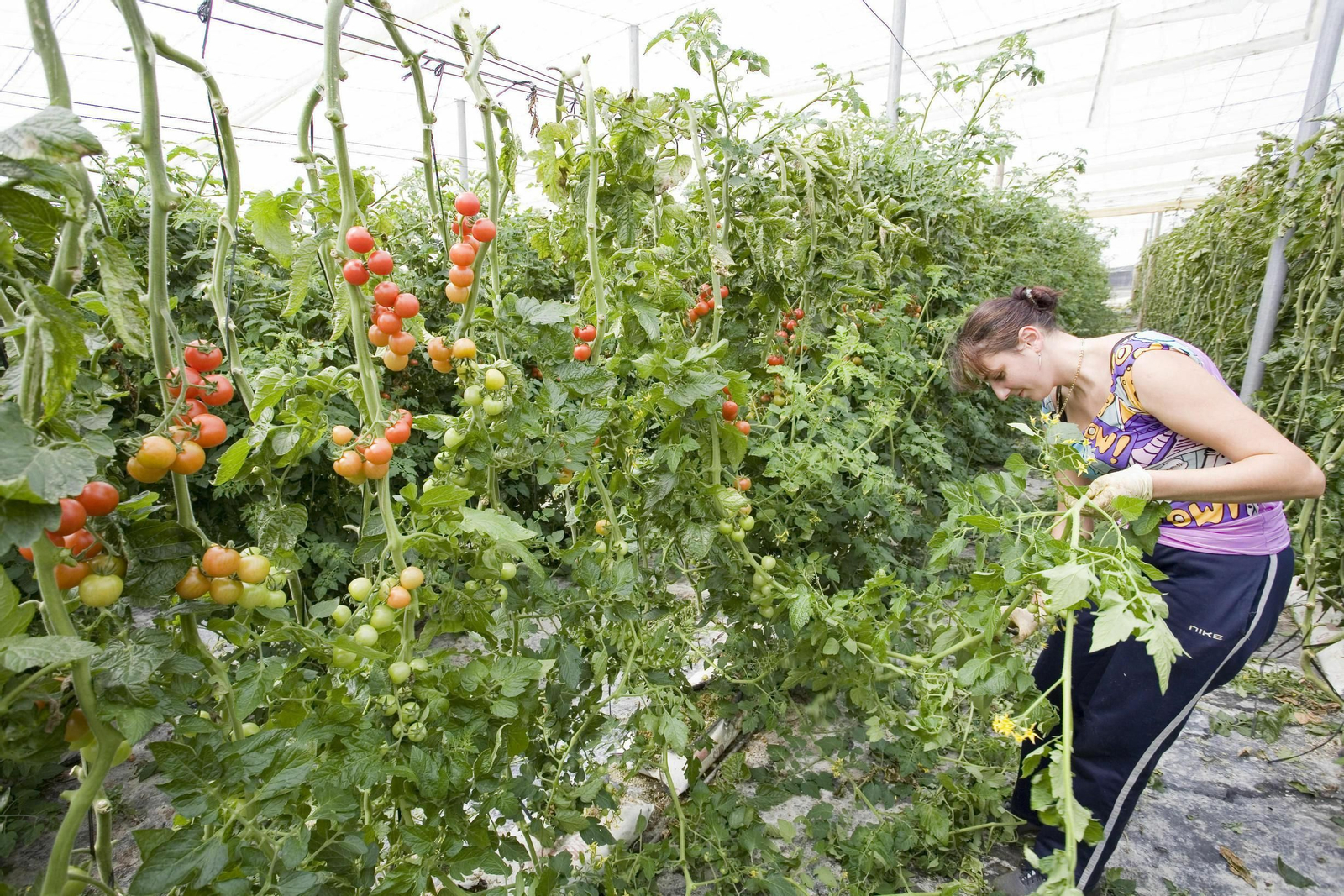 Los fondos PFEA dejan en Granada 21,6 millones para 287 proyectos