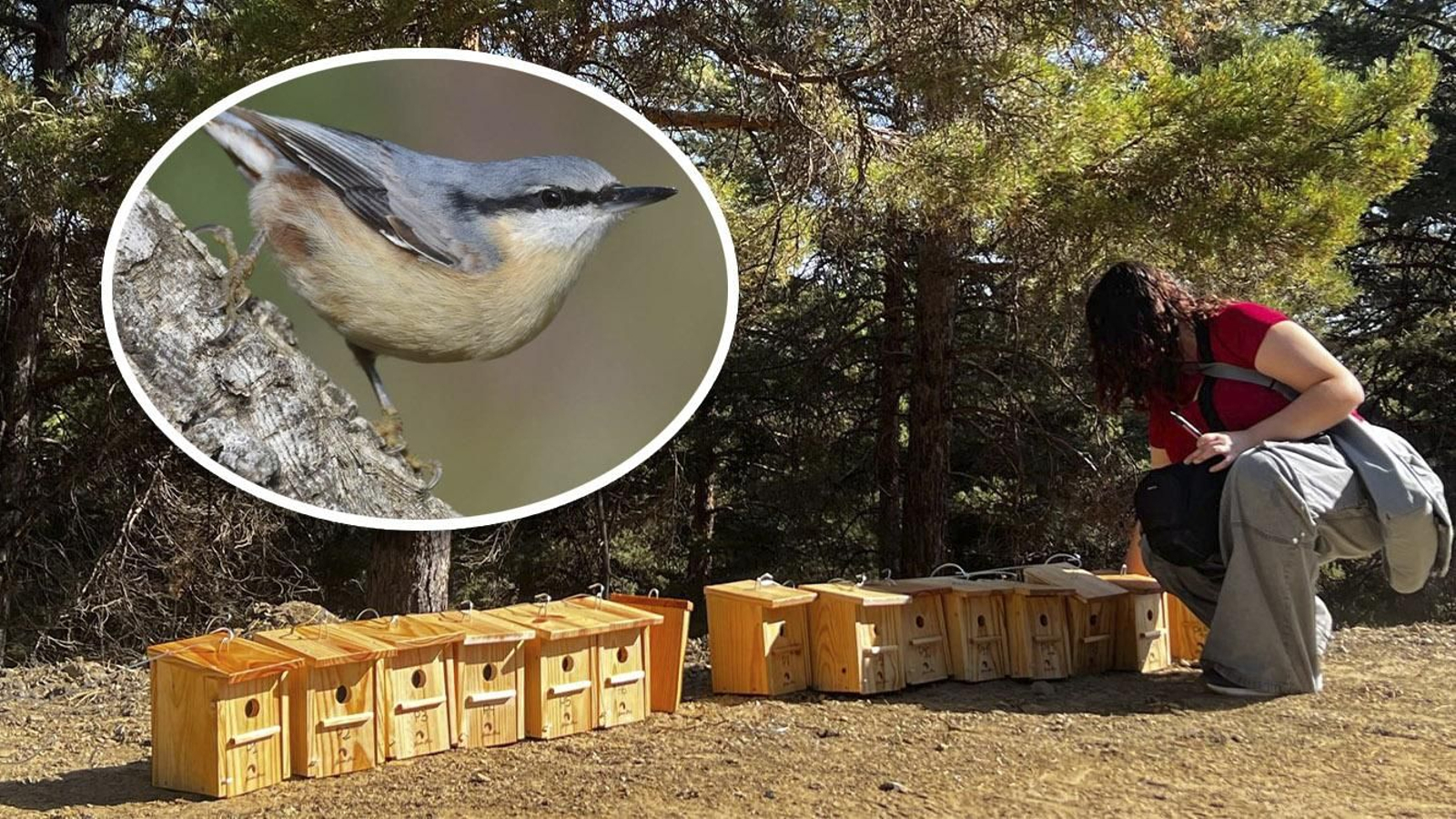 Cajas nido de Serbal y un ejemplar de trepador azul.