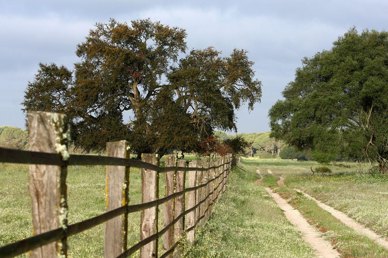 Un paseo por Doñana en imágenes