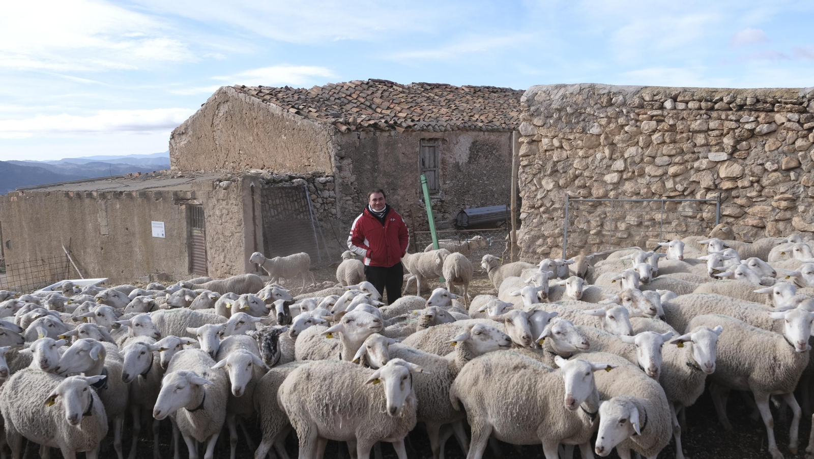 Fotogalería de la ganadería tradicional de Vélez Rubio, las imágenes más tiernas de los corderos recién nacidos