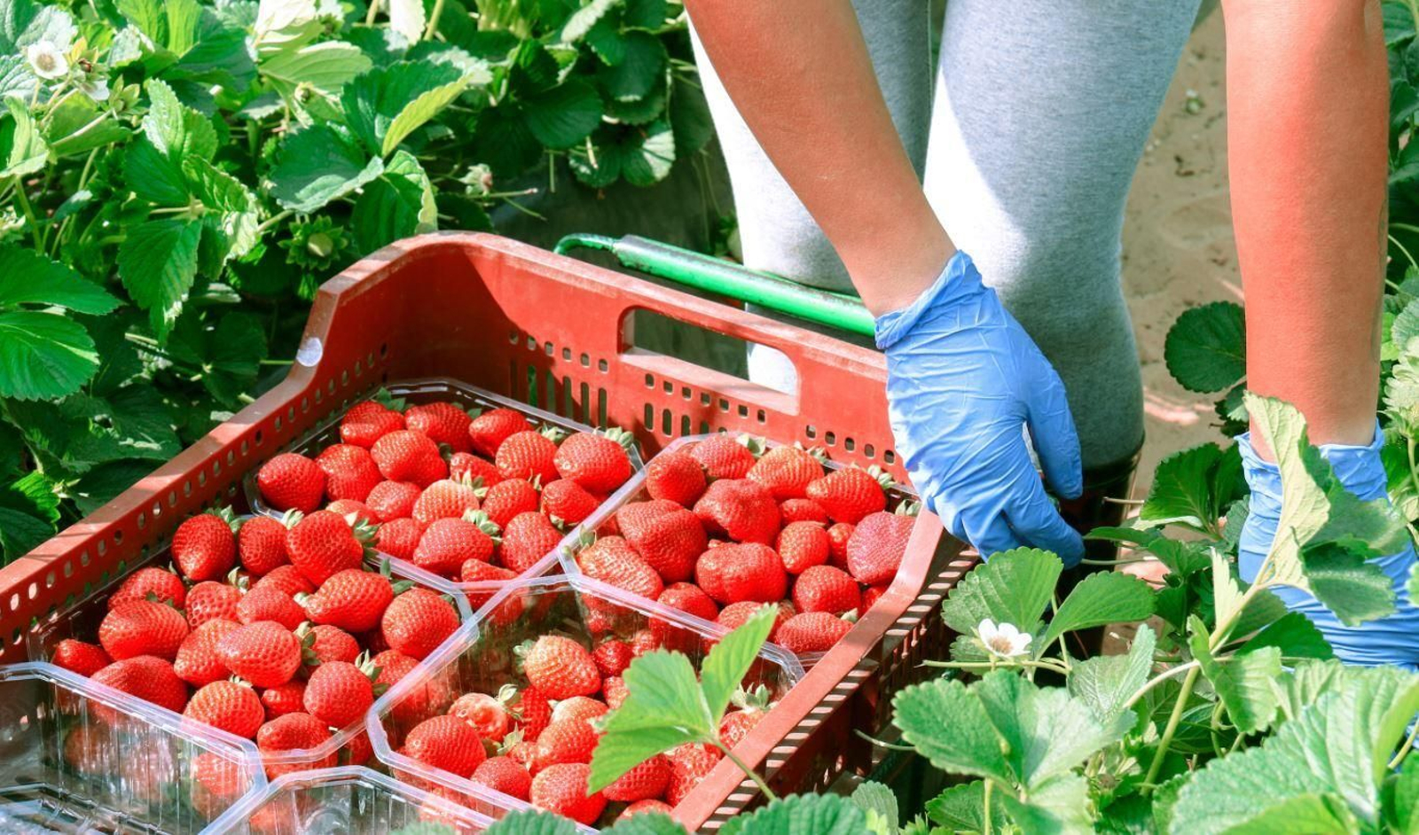 Carrefour va a comercializar más de 12.000 toneladas de fresas nacionales.