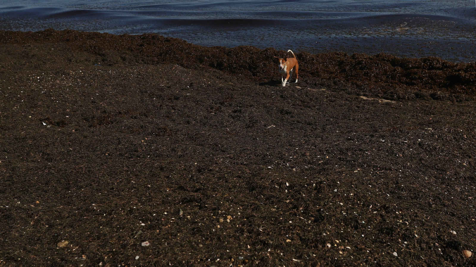 El alga invasora cubre la orilla de playa Getares