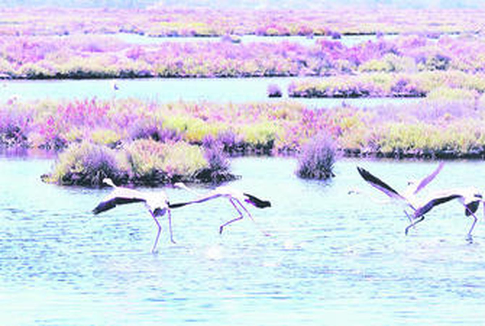 Las riquezas de las Marismas del Odiel