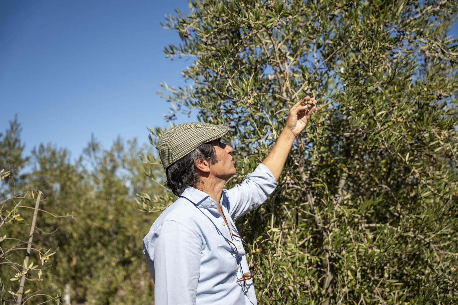 Las imágenes de la campaña recogida de acetuna en Fiñana