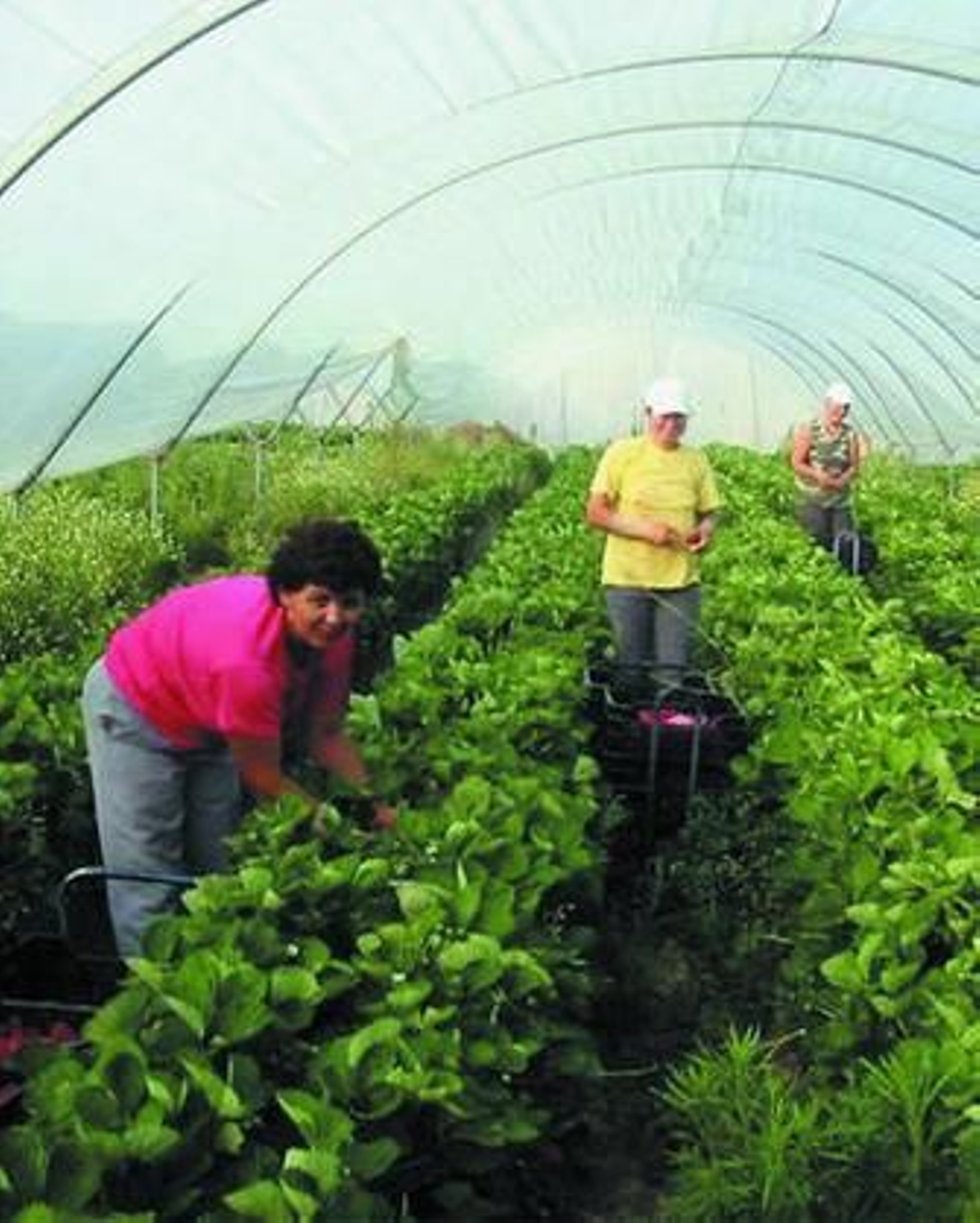 UGT cree que habría que mejorar las condiciones de los temporeros.