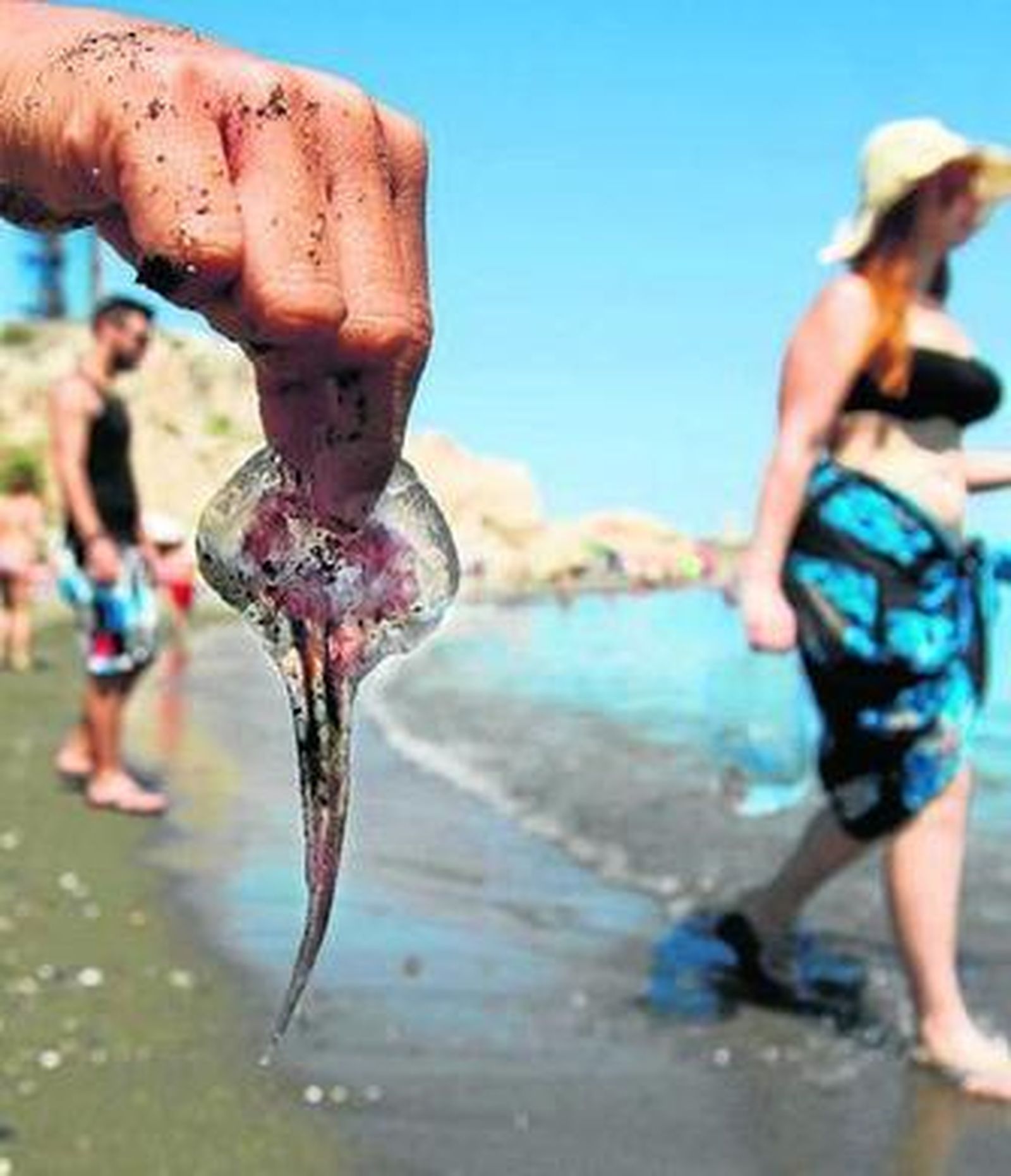 Cada vez es más frecuente la presencia de medusas en la costa almeriense.