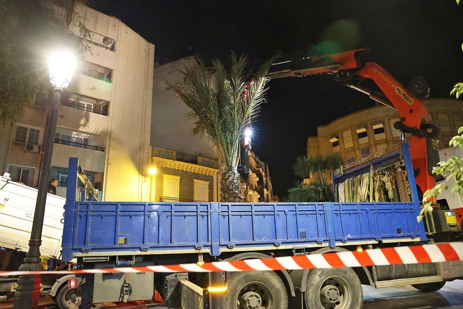 Las mejores imágenes de la plantación de la nueva palmera de Huelvaga