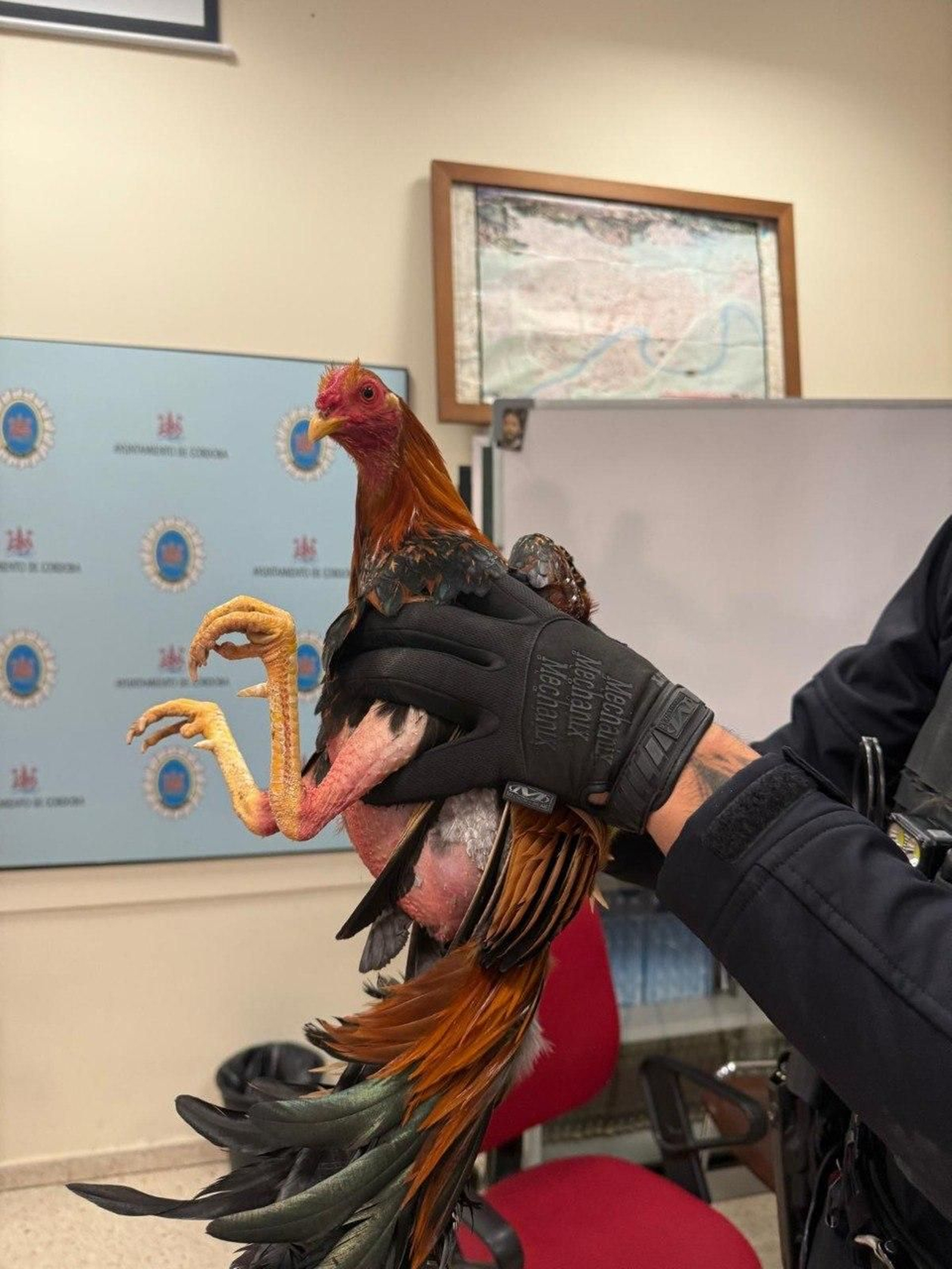 Uno de los gallos requisados por la Policía Local.