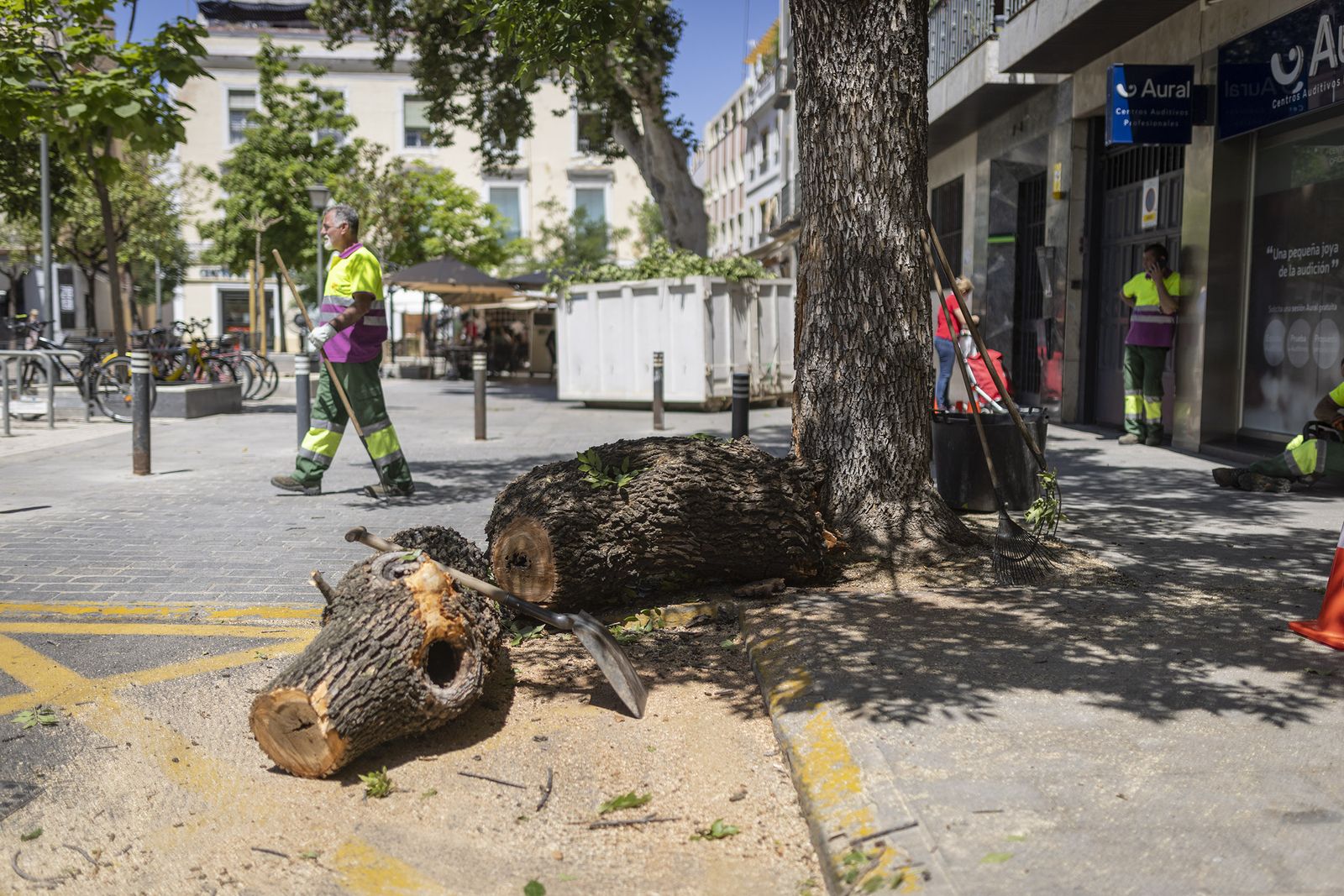 Restos de la enorme rama caída en la Gavidia.