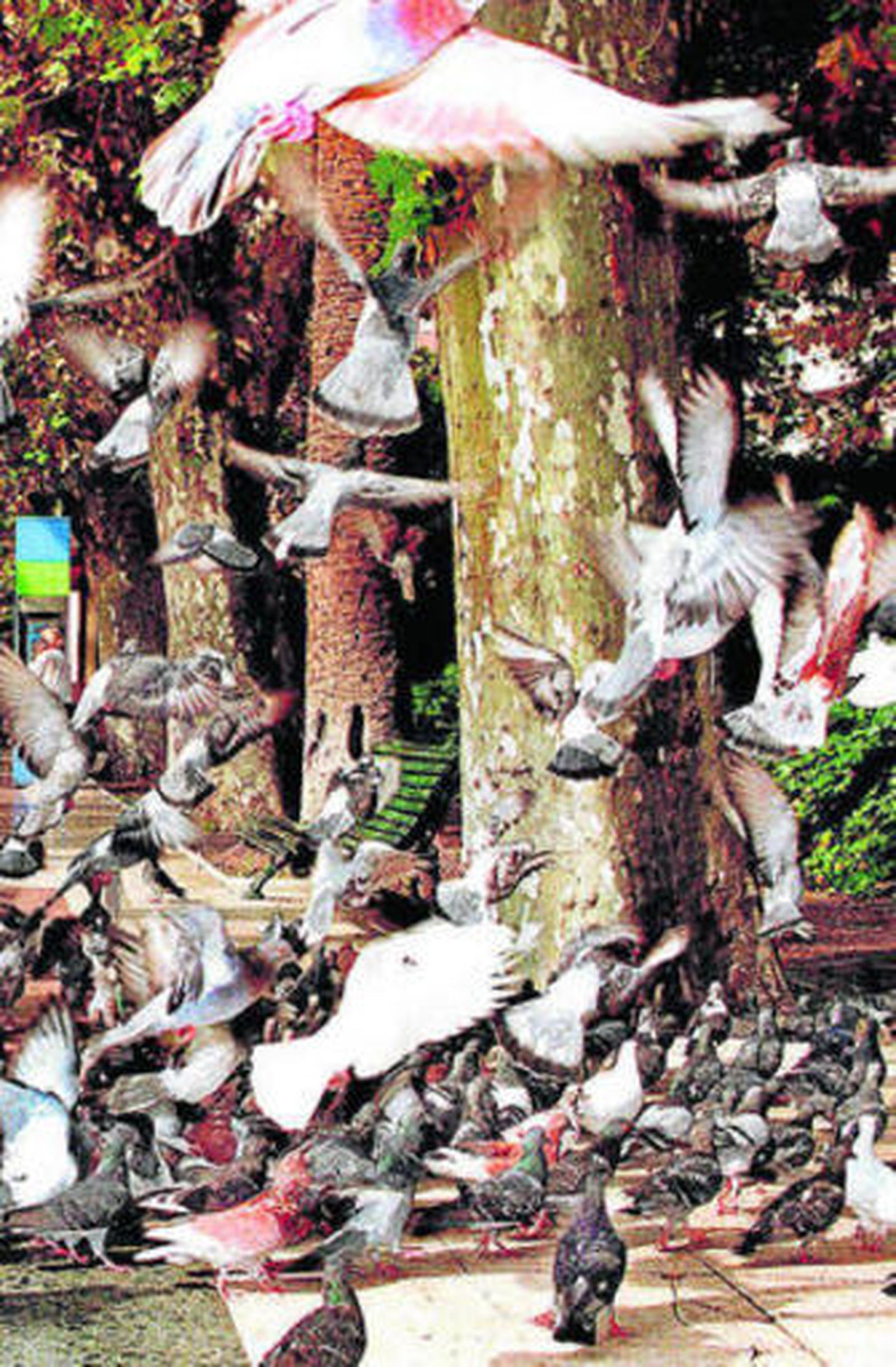 Numerosas palomas revolotean en el Paseo del Parque de Málaga.