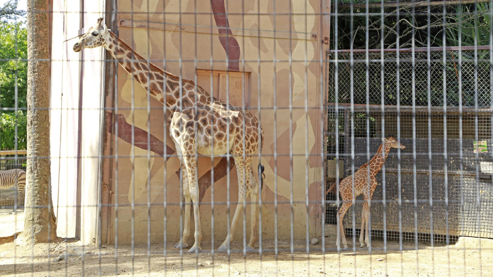 Reapertura del Zoo de Jerez