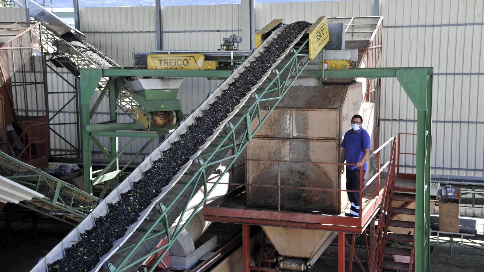 Una cinta transportadora de aceitunas en Los Remedios para su molturación