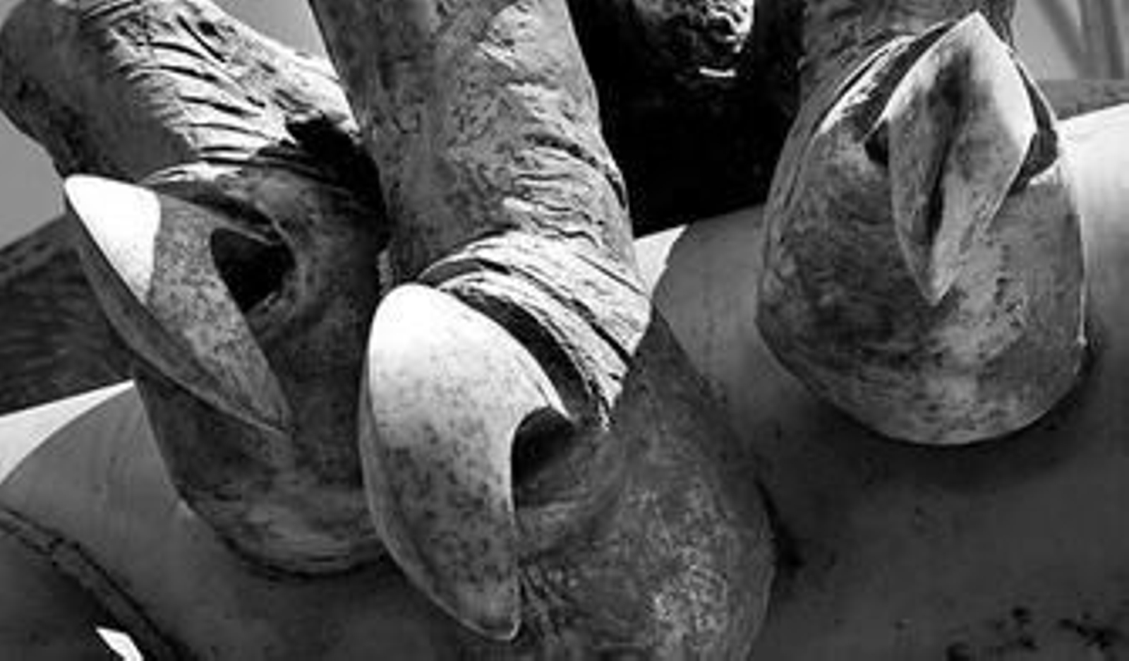 Imagen de las garras del pájaro-jaula, que presentan manchas desde hace tiempo.