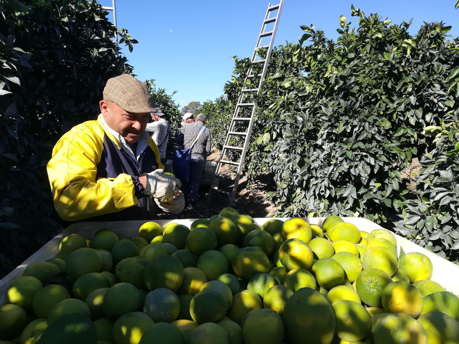 Un jornalero recoge naranja en una finca de la Vega del Guadalquivir.