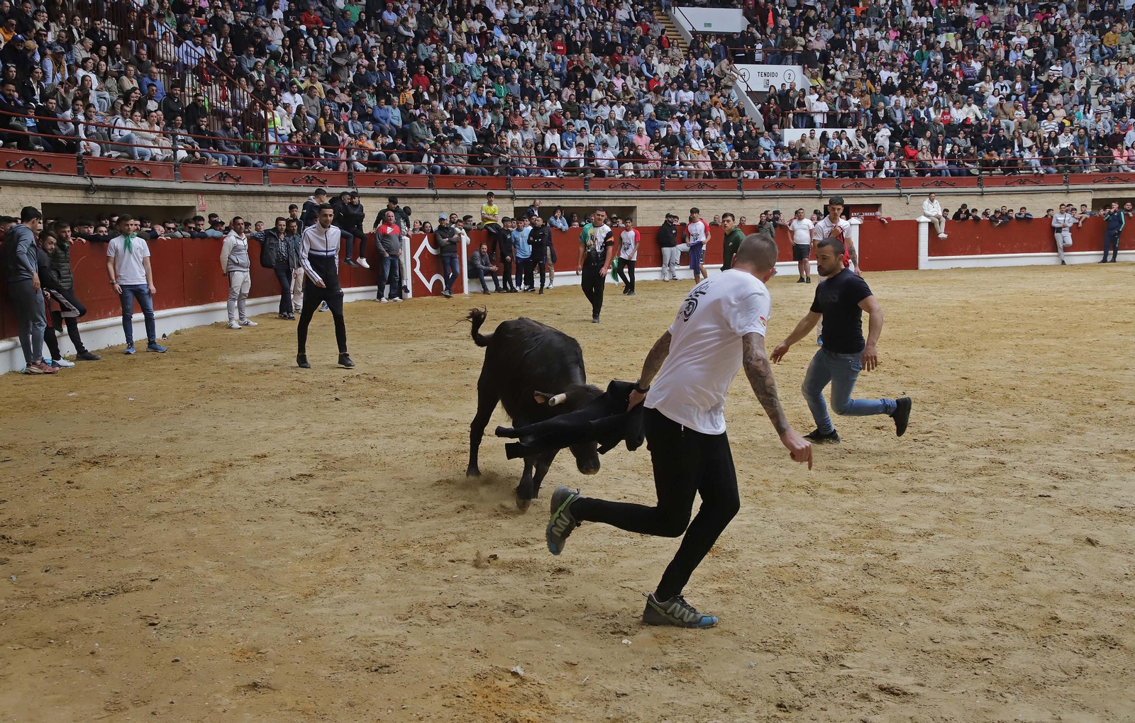 Fotos de los encierros del domingo del Toro Embolao en Los Barrios