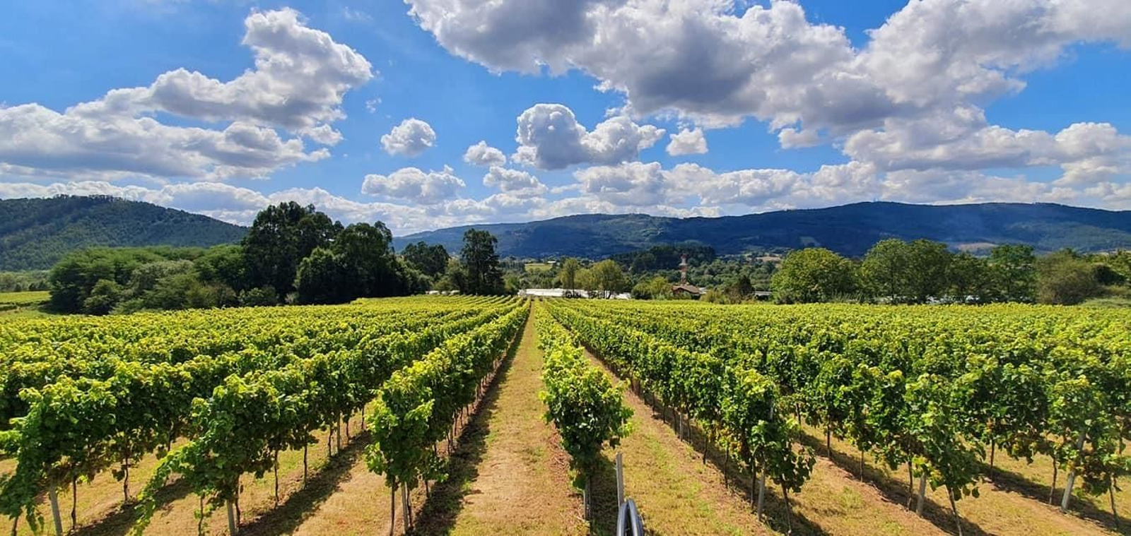 Viñedos de Magalarte, en el término de Lezama