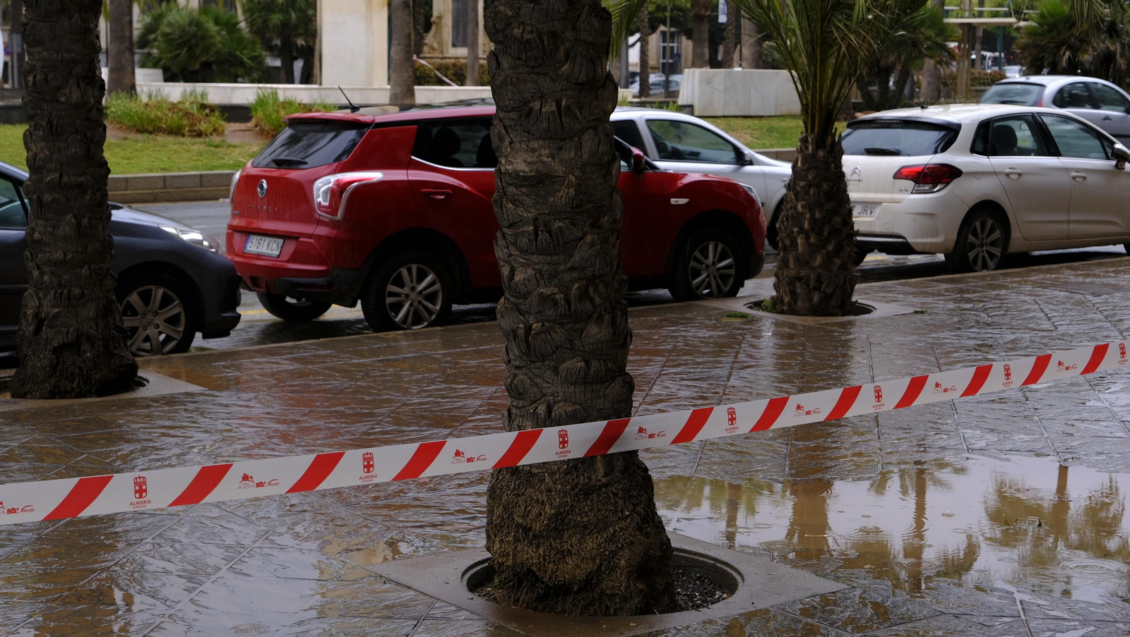 Imágenes de la acotación de palmeras. Almería