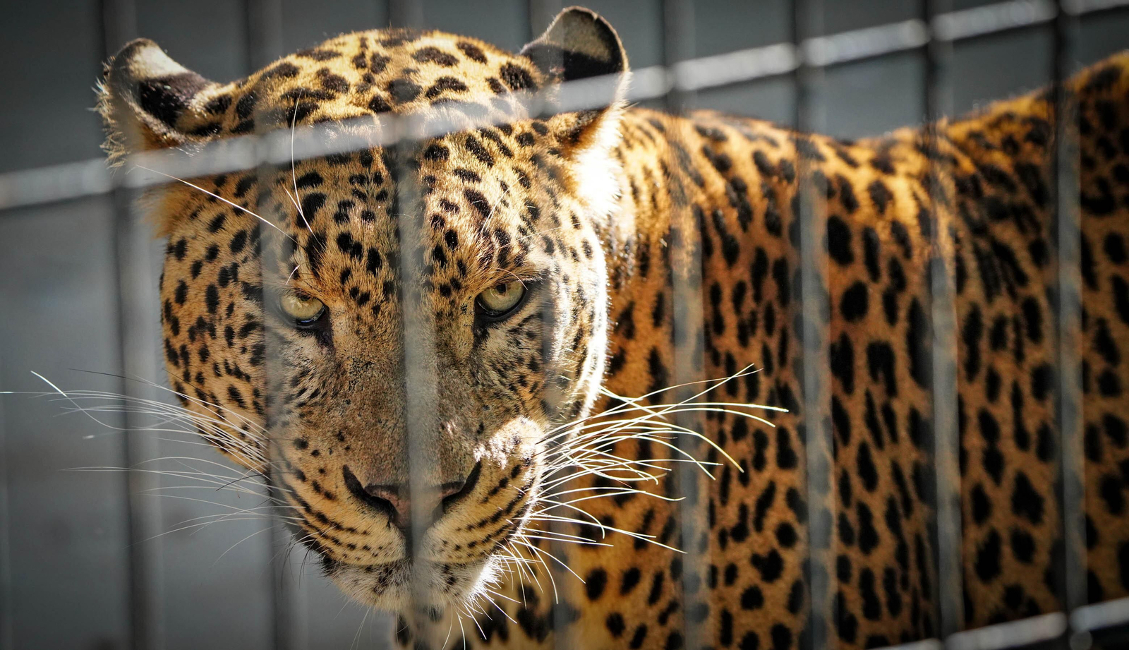 La especial mirada de los animales del Zoo de Jerez