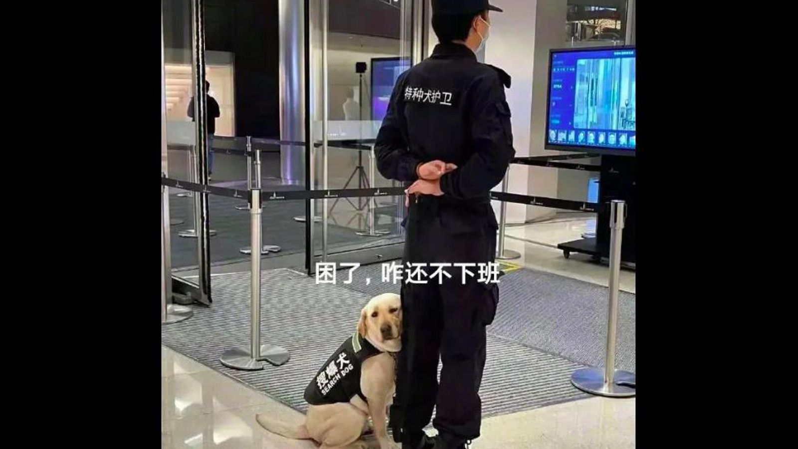 Perro apoyándose en la pierna de su compañero