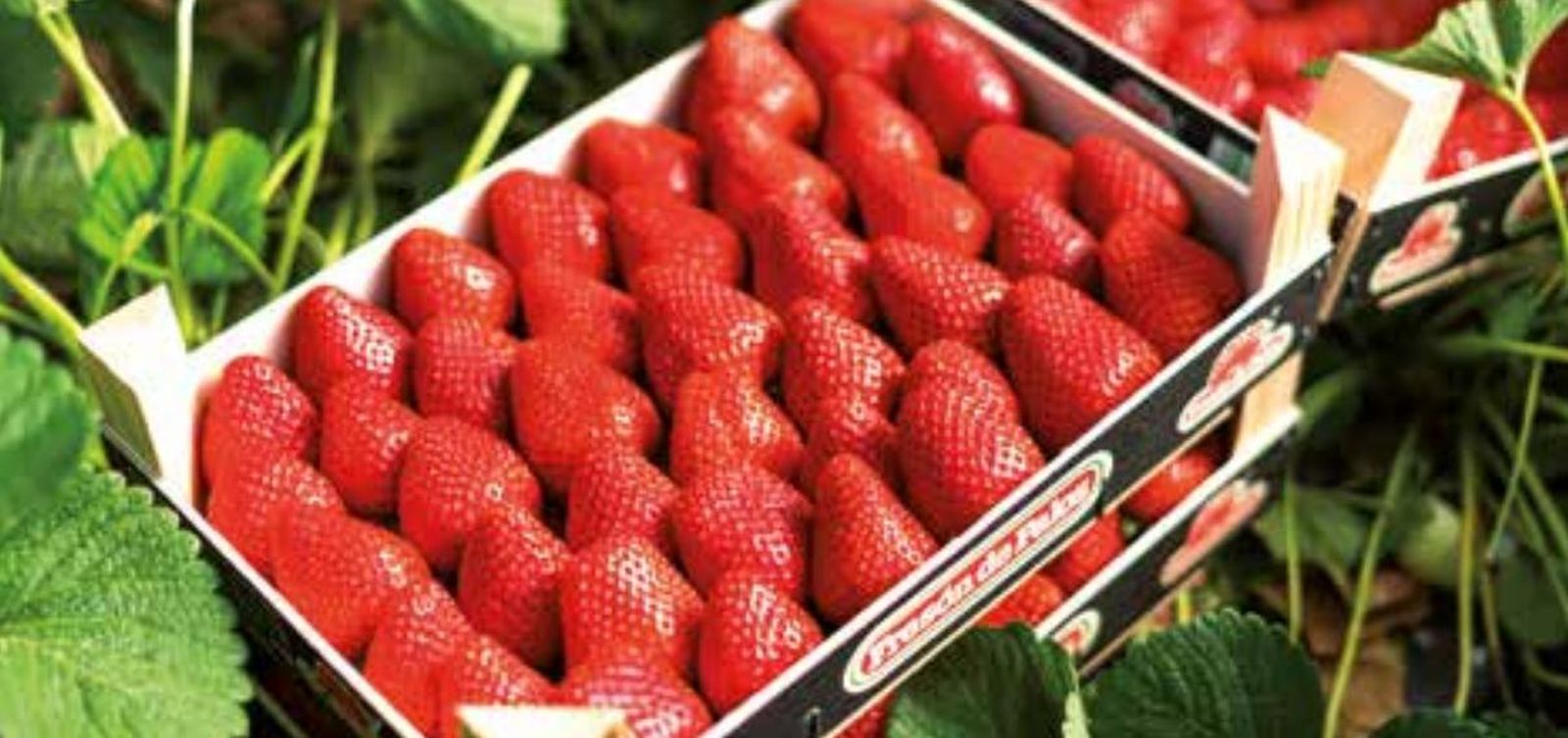 Fresas del Fresón de Palos.