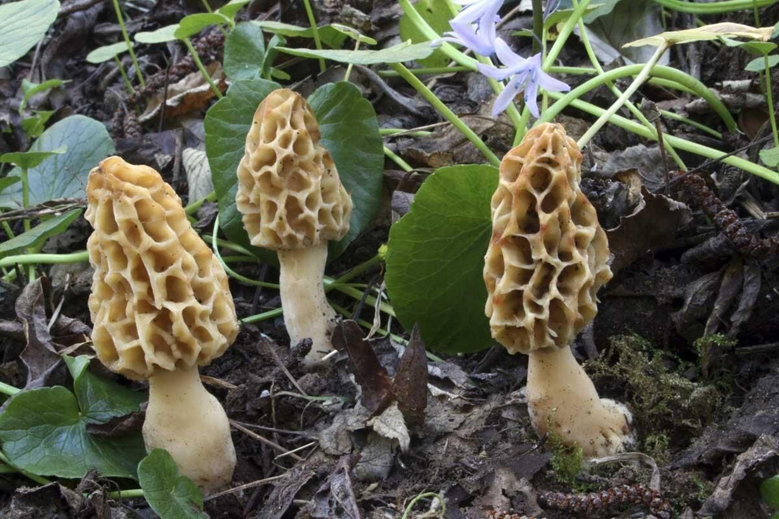 Colmenilla o cagarria (morchella conica)