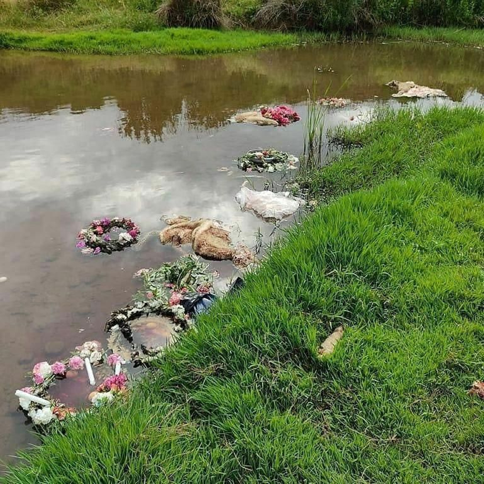 Investigan muerte de corderos en un ritual realizado en Cantillana