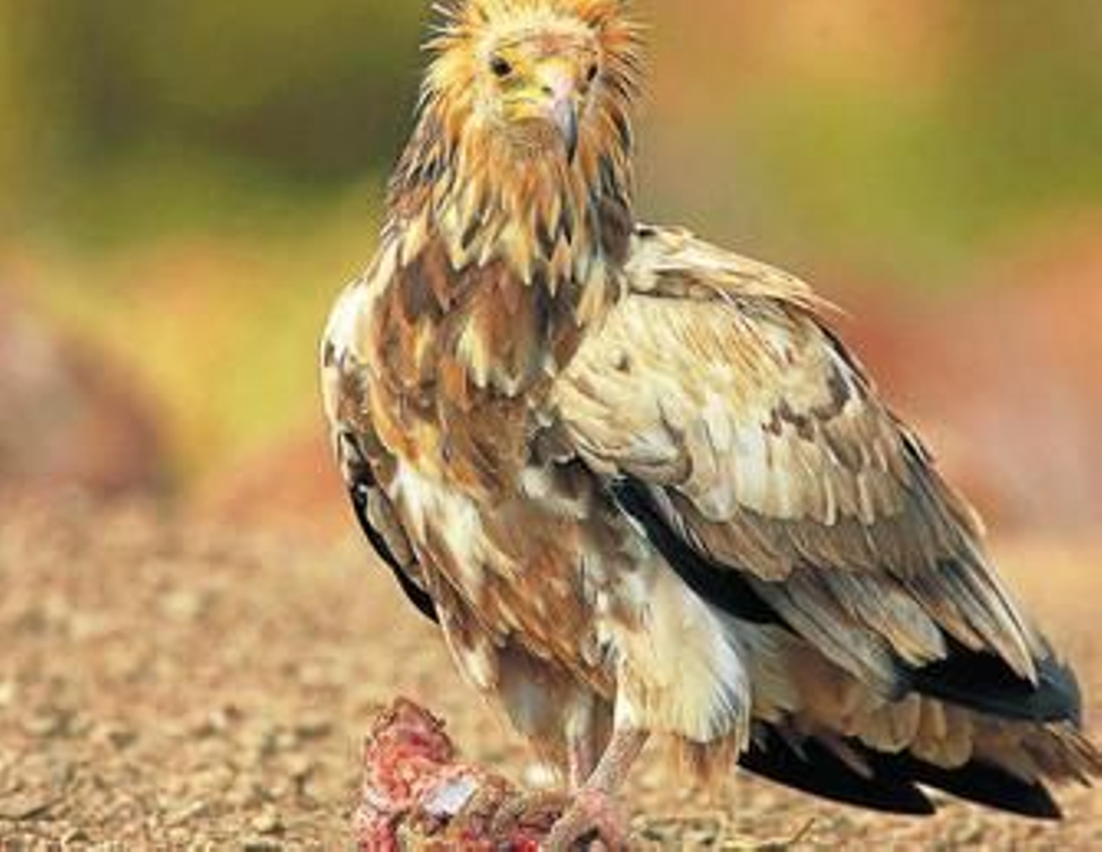 Un ejemplar de alimoche agarrado a un trozo de carroña.