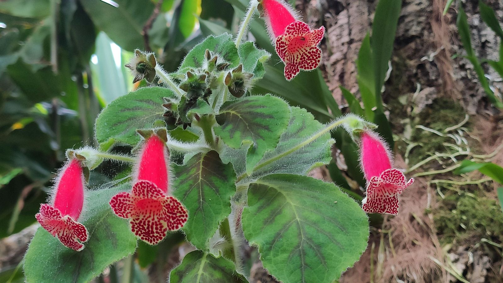 Vista de un ejemplar de Cohleria amabilis.