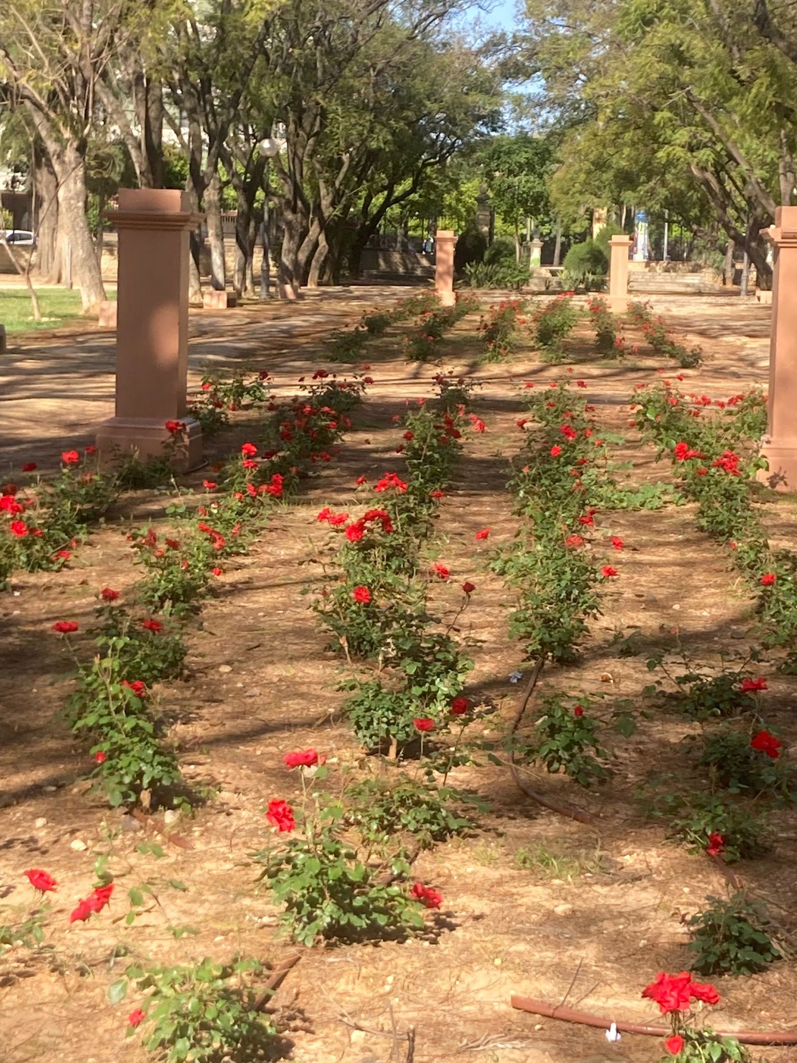 Las rosas ya han florecido en La Rosaleda.