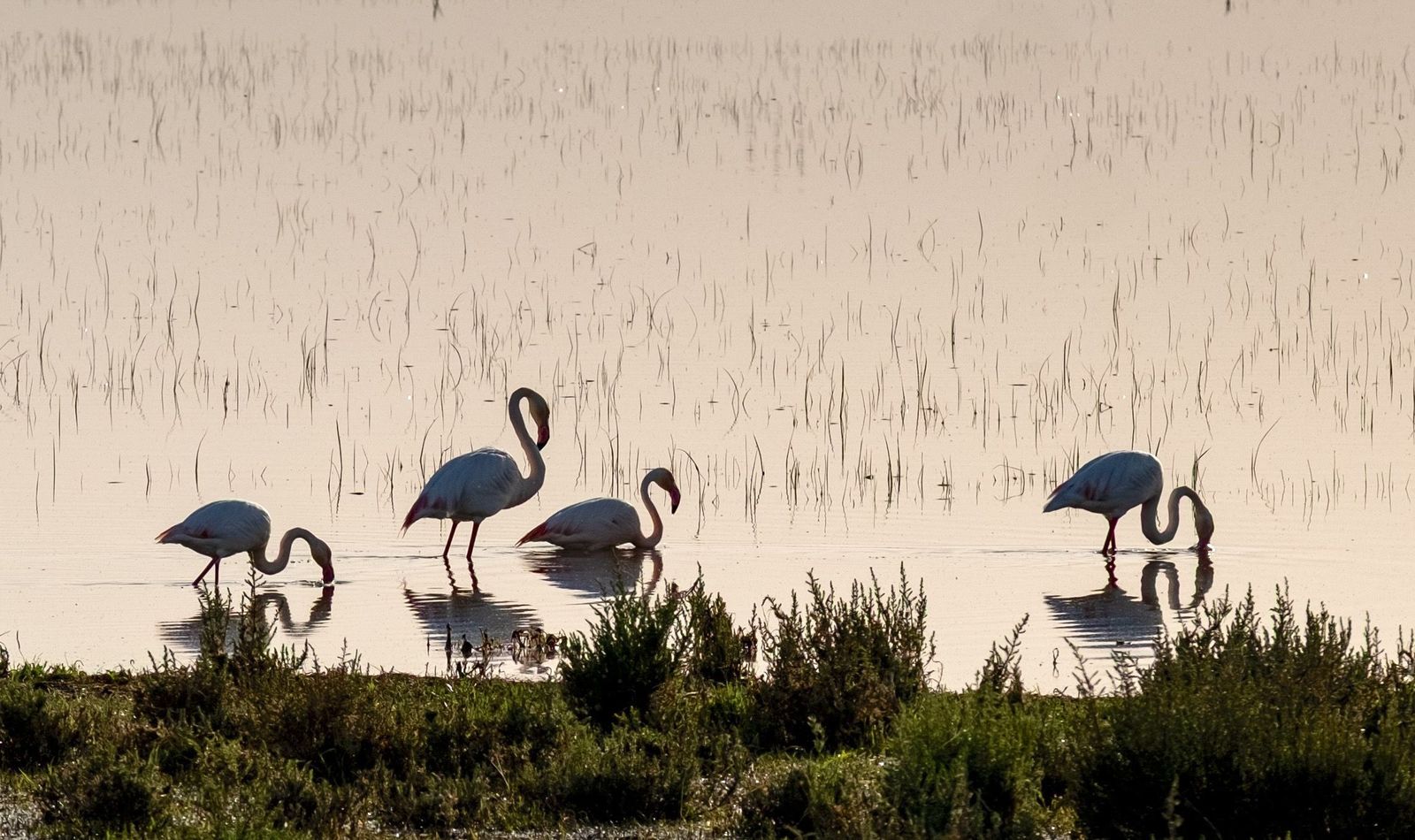 Las lluvias estabilizan Doñana y su marisma está al 90% de inundación