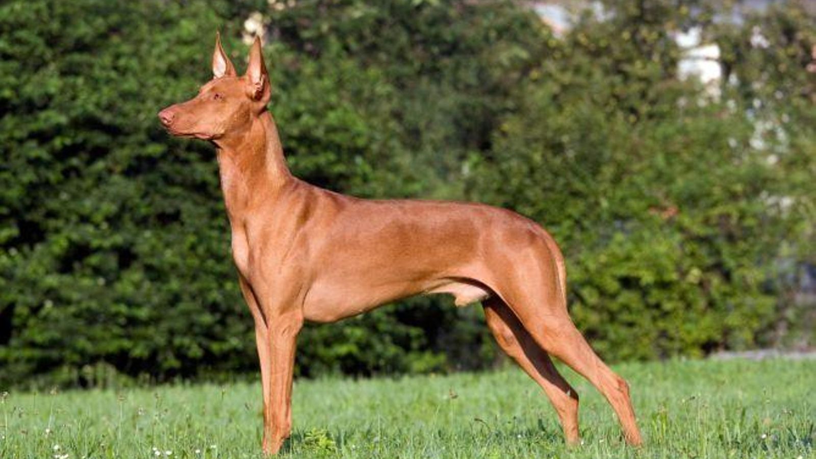 podenco