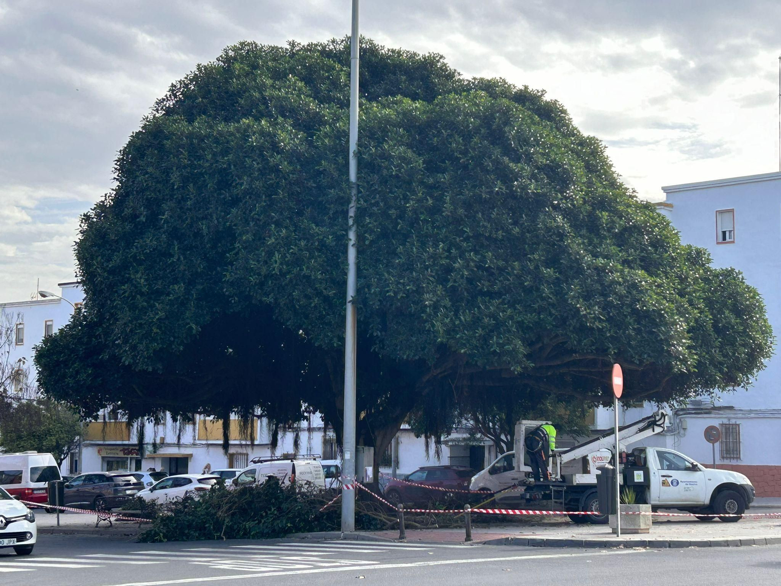 Talan parte del ficus ubicado junto al parque de bomberos de Huelva.