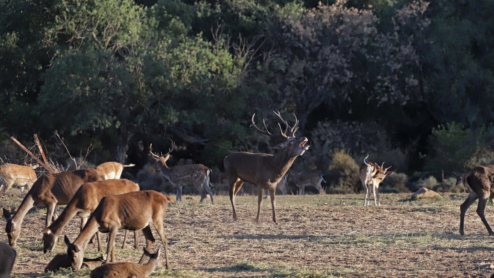 Fotos de la berrea en el Parque Natural de Los Alcornocales
